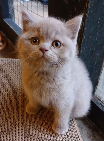Beautiful British Shorthaired lilac female kitten