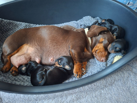 Miniature dachshund