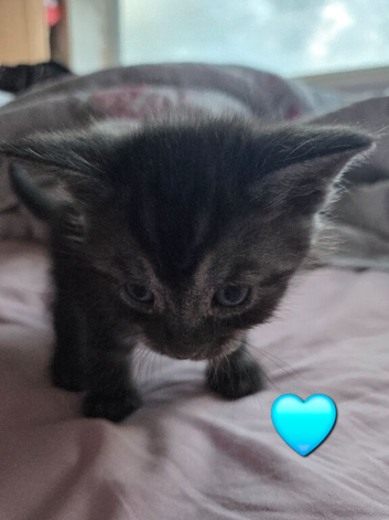 Stunning kittens ready end of June