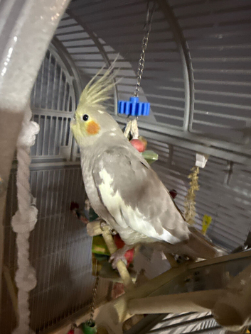 Cloud cockatiel female