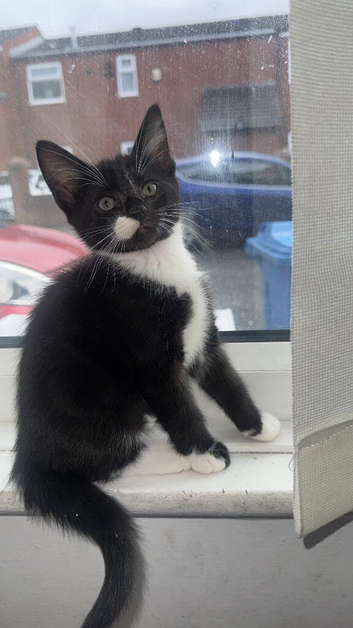 Boy kitten