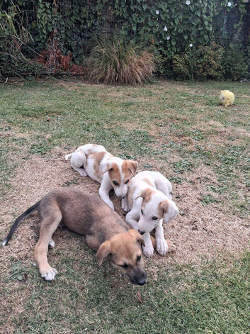 2 saluki greyhound x saluki collie greyhound pups