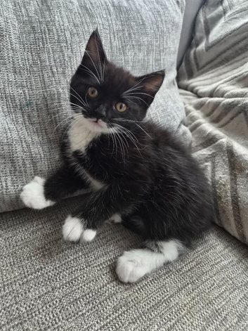 Beautiful Black & White Tuxedo Kitten