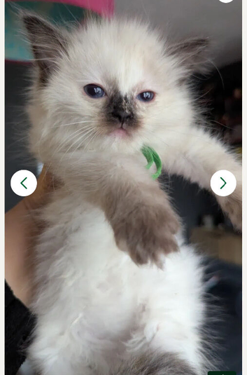 4 delightful ragdoll kittens looking for their families