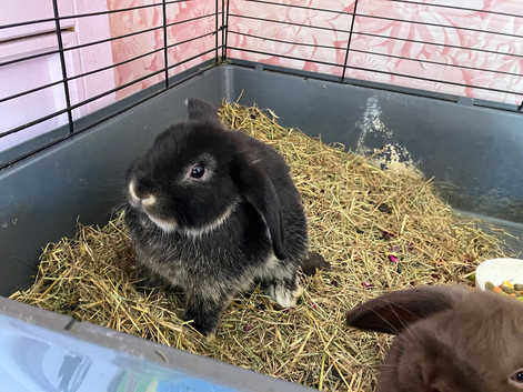 Male mini lop