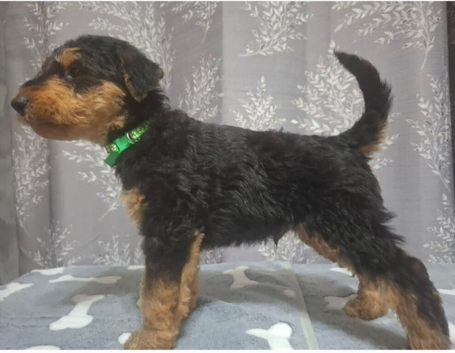 Gorgeous Airedale Litter!