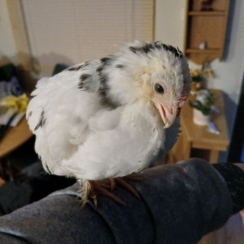 Booted bantam hatching eggs