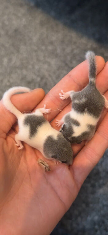 African Pygmy dormice (micro squirrels) read description