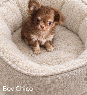 2 beautiful apple head chihuahau boys