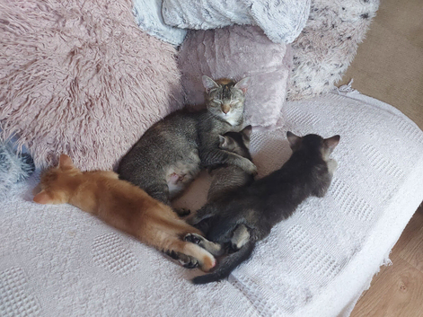Gorgeous Kittens