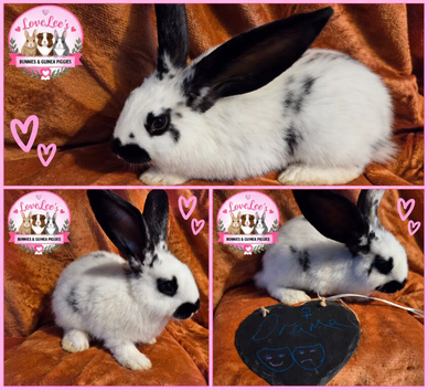 Adorable checkered giant cross kits looking for loving homes