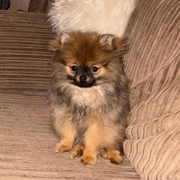 Female sable Pomeranian