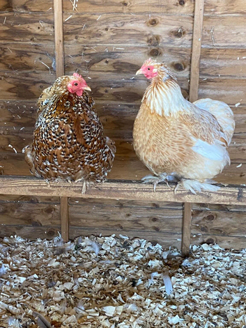 2x pretty female bantams