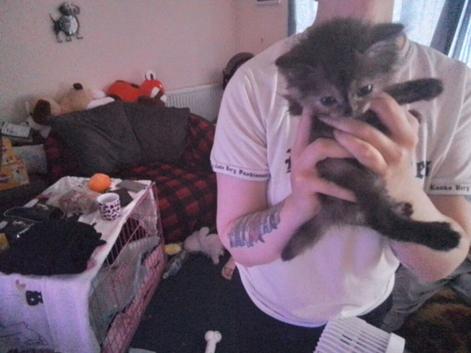 7 Lovely fluffy ragdoll/Scottish fold kittens