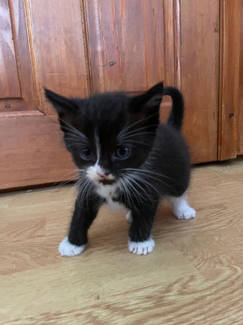 2 female and 1 male ragdoll cross