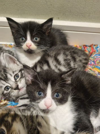 2 x black and white kittens