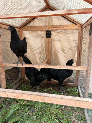 Ayam Cemani