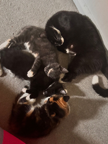 Four kittens
