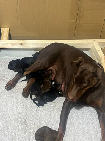 Beautiful Full Doberman Puppies &ndash; Ready from 8 Weeks
