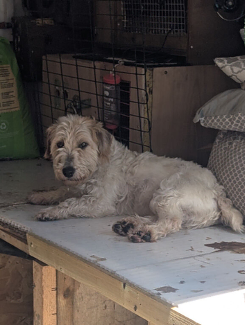 Sealyham terrier boy