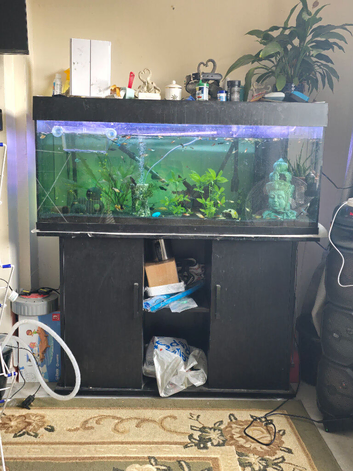 4ft tank and fish
