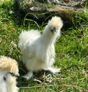 White silkie boys