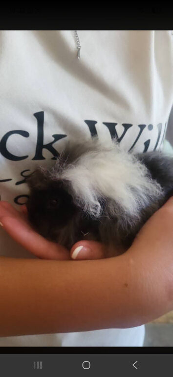 Pet guinea pigs looking for new home