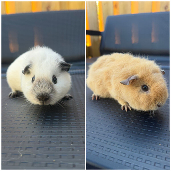 12 week old female guinea pig pair