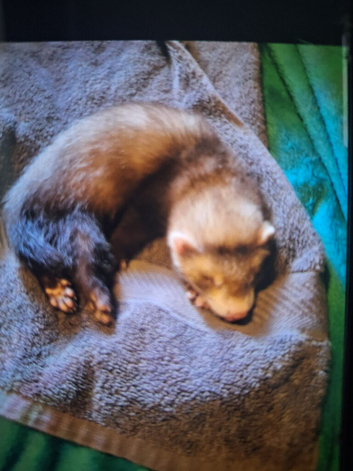 8 week old boy ferret for sale &pound;50