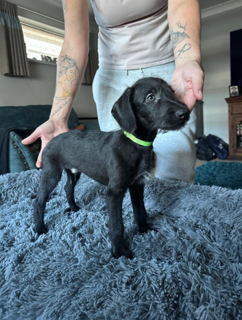 Genuine first cross bedlington whippet pup