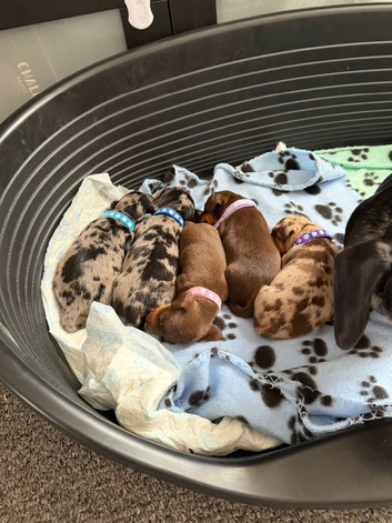 Short haired miniature dachshunds