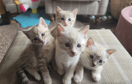 Bengal cross ragdoll kittens