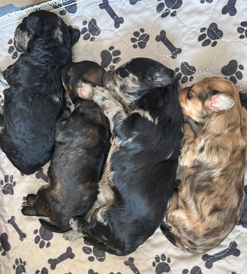 Adorable mini poodles for sale &pound;1500.