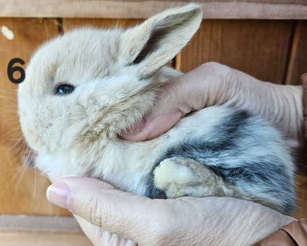 Mini lop babies