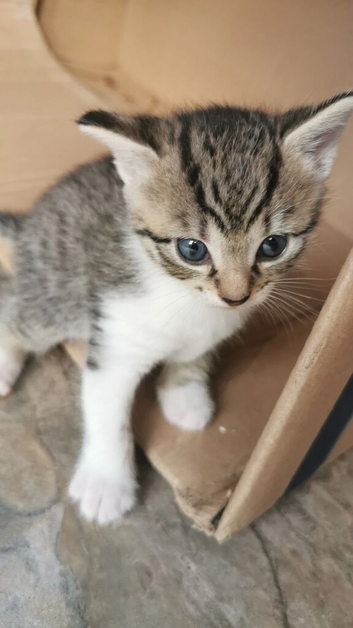 Kittens for sale &pound;50