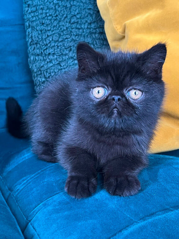 Exotic Shorthair Kittens For Sale