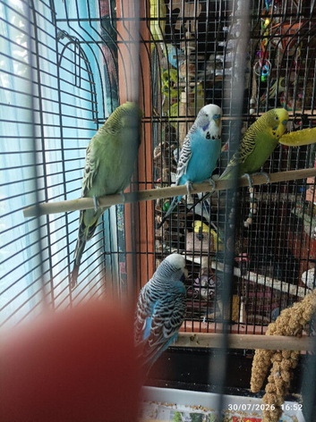 Budgie Birds beautiful 5 x MALES  so 5 x birds for &pound;125  selling as a group available still