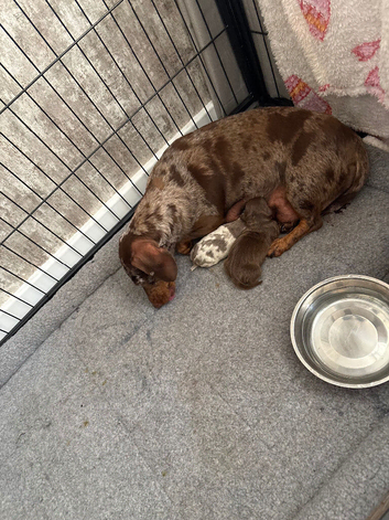Two little mini Dacshund for sale