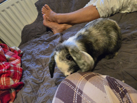 Male and female lop eared bunnies