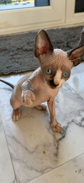 sphynx cannadian kittens