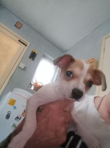 Puppy