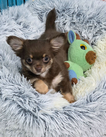Gorgeous male Chihuahua