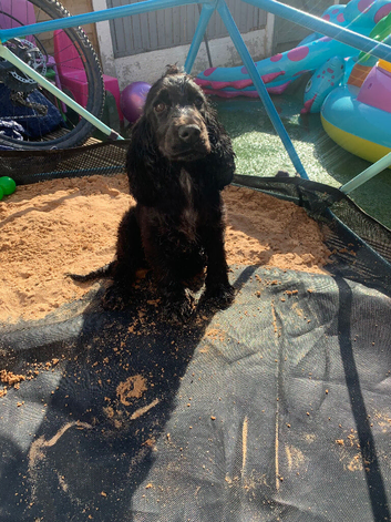 Kc cocker spaniel female puppy