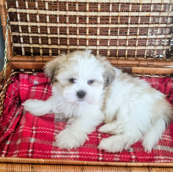 Only 1 puppy left now KC registered Lhasa Apso Puppies