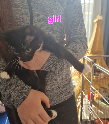 11 week old kittens ready for forever home