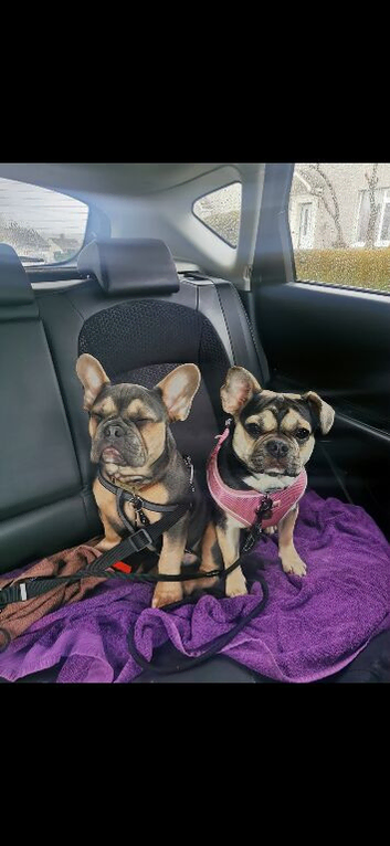 French bulldog and a frug