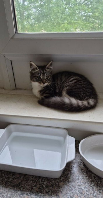 Young kitten