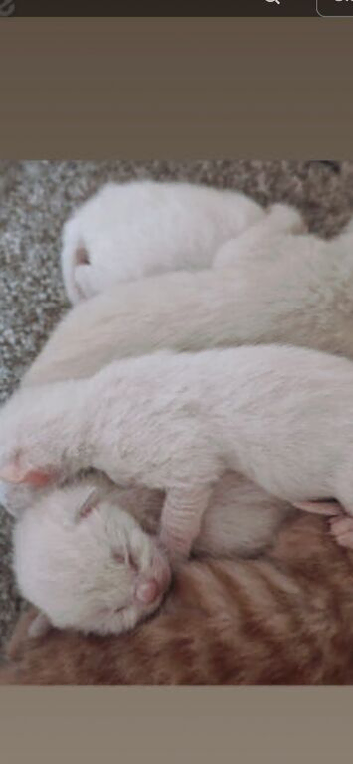 Siamese kittens one left reduced for quick sale as going travelling