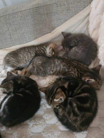 Kittens for sale