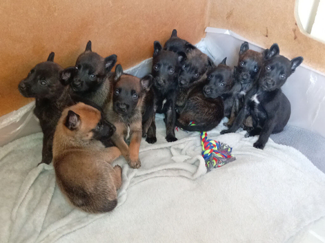BELGIAN MALINOIS X DUTCH SHEPHERD PUPPIES FOR SALE